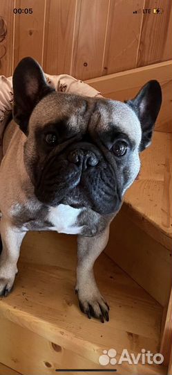 Французский бульдог кабель вязка