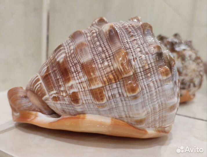 Морская раковина Красный ципрекассис