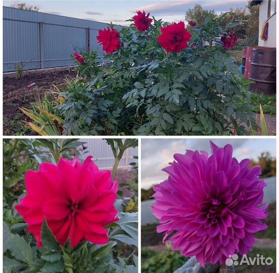 Георгины клубни