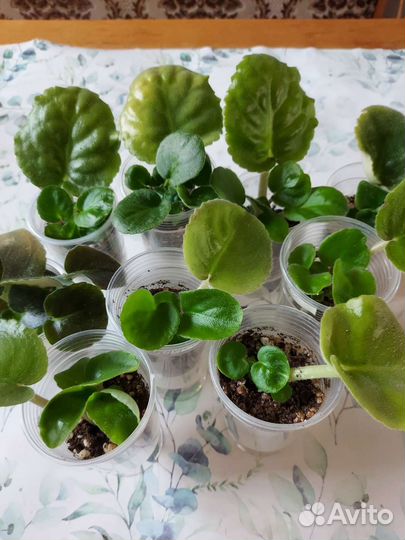 Сортовые фиалки