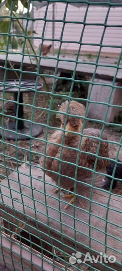 Куры молодки доминант, фавероль, хохлатые, бетамка