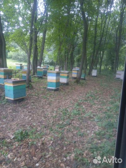 Мёд башкирский