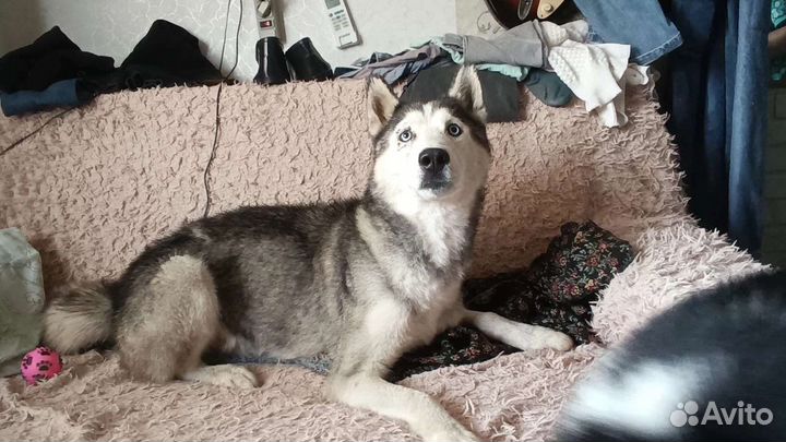 Сибирский хаски