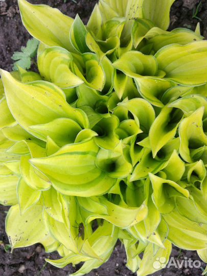 Многолетние растения и кустарники