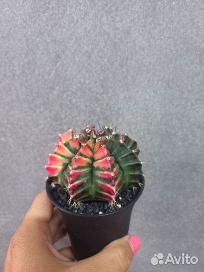 Кактус гимнокалициум вариегатный d 7,5