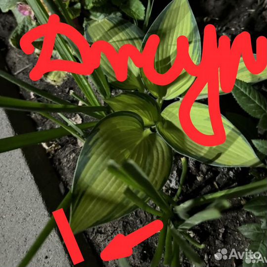 Хоста растение