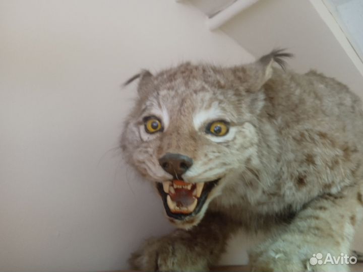 Чучело рыси