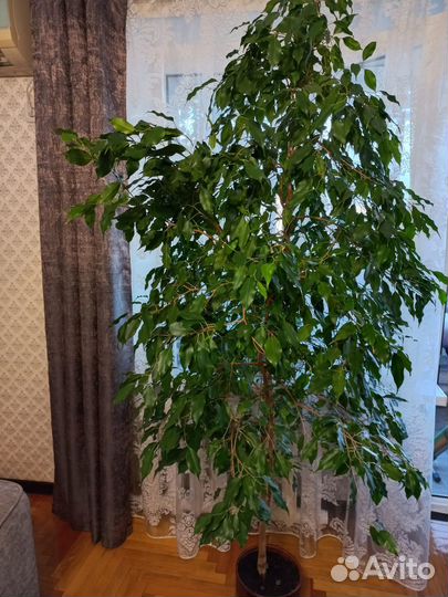 Фикус Бенджамин