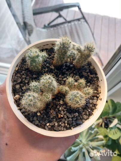Кактусы маммилярия цветущие с горшком