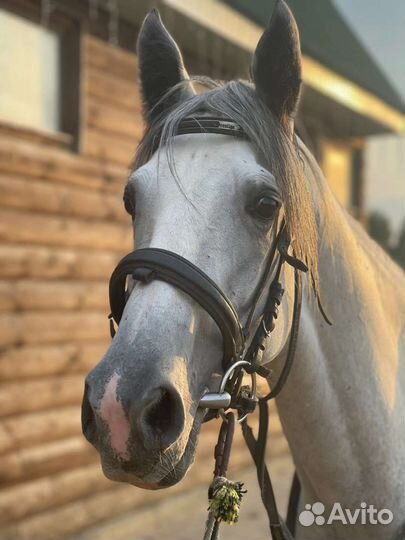 Терский жеребец