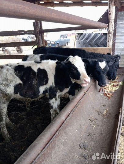 Продам бычков