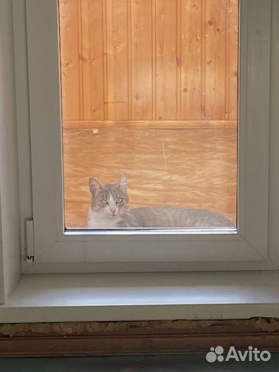 Отдам кота в добрые руки