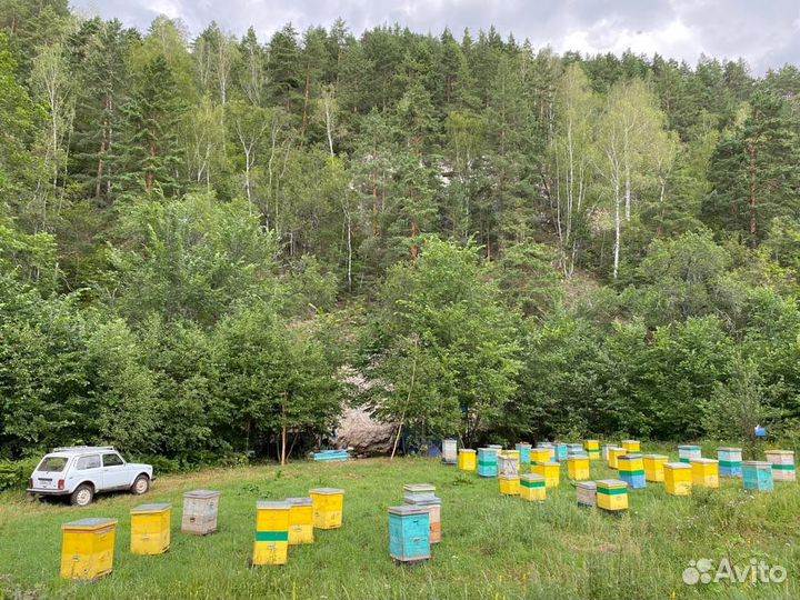Мёд башкирский липовый
