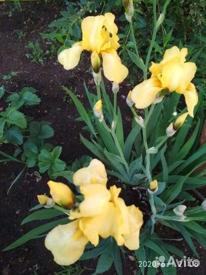 Многолетние садовые растения