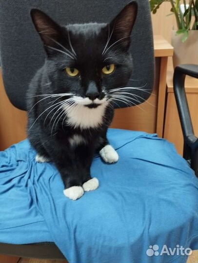 Коть Лапушка