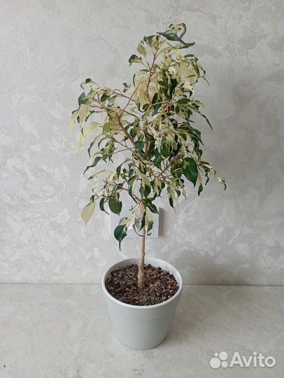 Фикус Керли