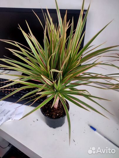 Драцена Маргината