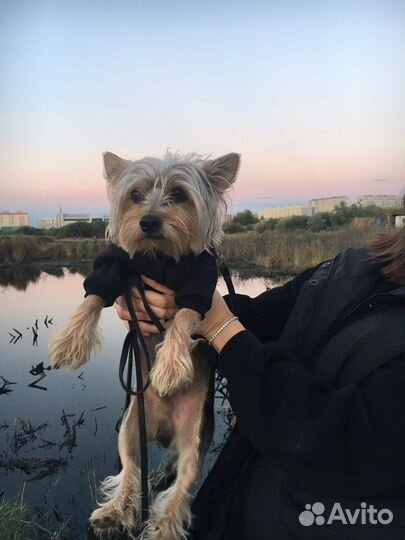 Йоркширский терьер вязка