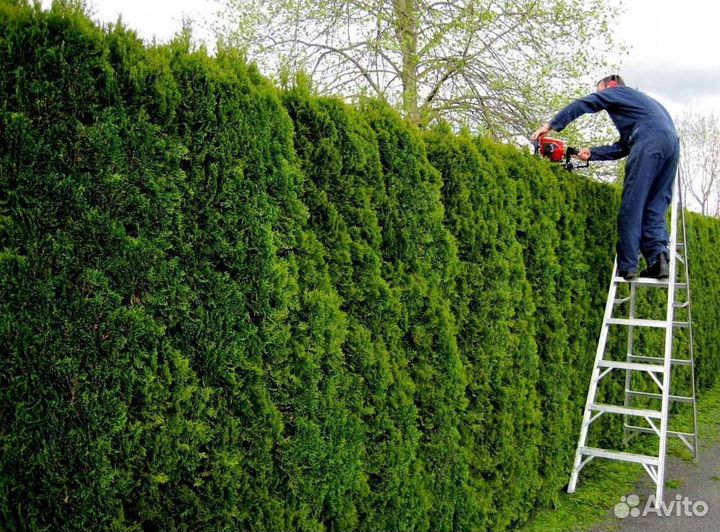Живая изгородь из туи
