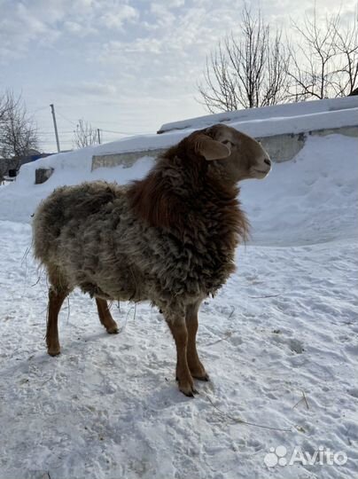 Курдючные бараны