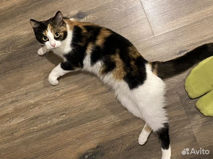 Отдам кошечку в добрые руки