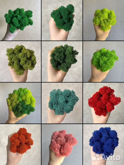 Стабилизированный мох ягель Фиолетовый