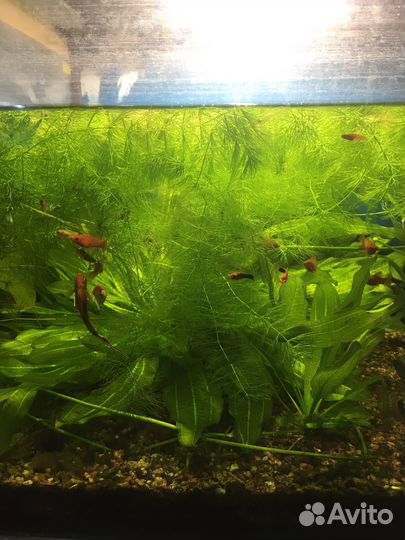 Аквариумное растение,рыбки.По договорной