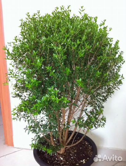 Мирт дерево здоровья и благополучия