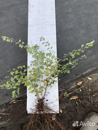 Спирея вангутта