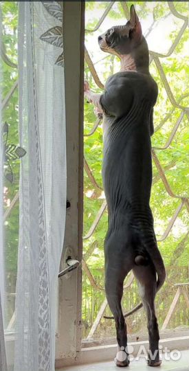 Вязка канадский сфинкс