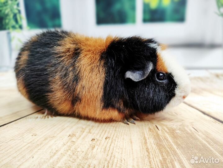 Морские свинки Разных пород из питомника