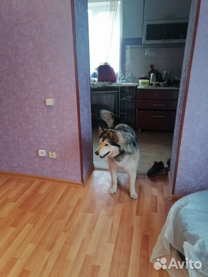 Аляскинский маламут