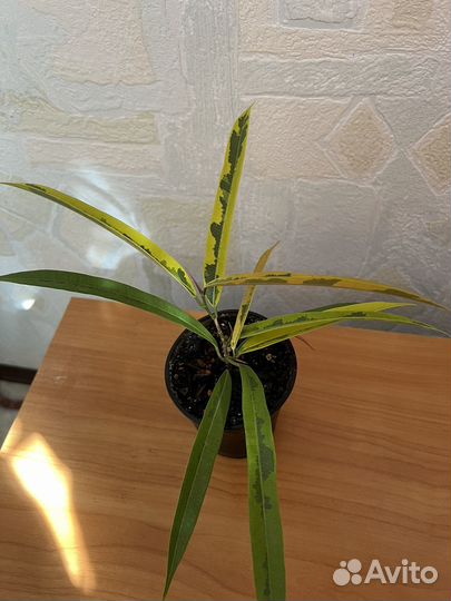 Фикус биннендийка