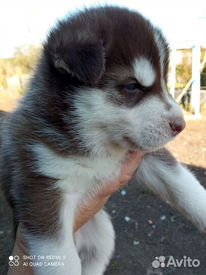 Щенки Хаски