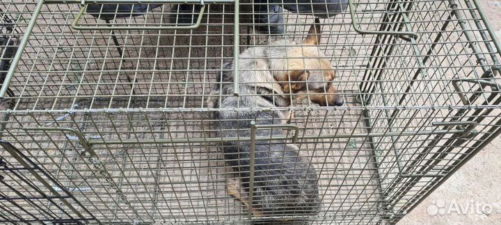 Собак вывезли в лес