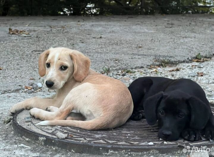 Щенки лабрадора