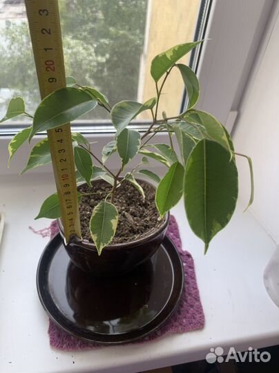 Фикус бенджамина