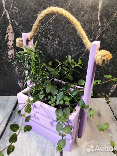 Набор пряных трав в ящичке