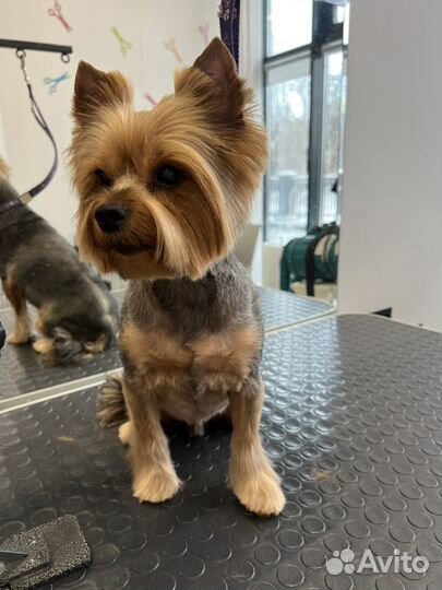 Модель на стрижку собак