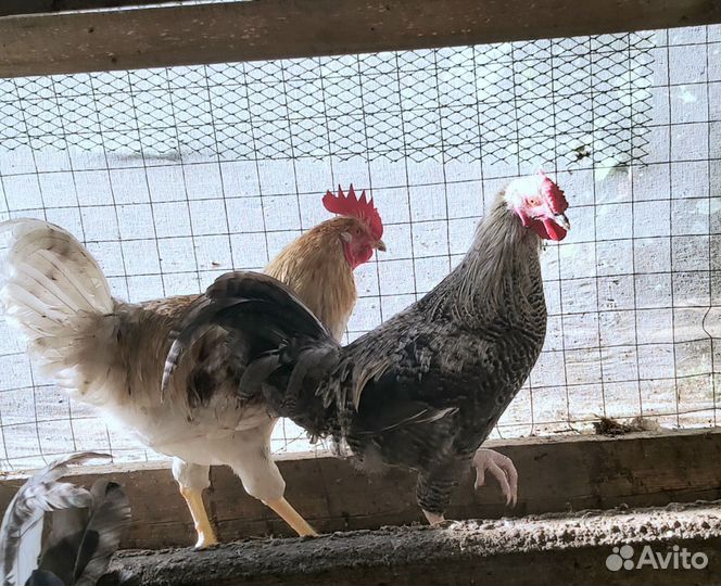 Молодые петушки