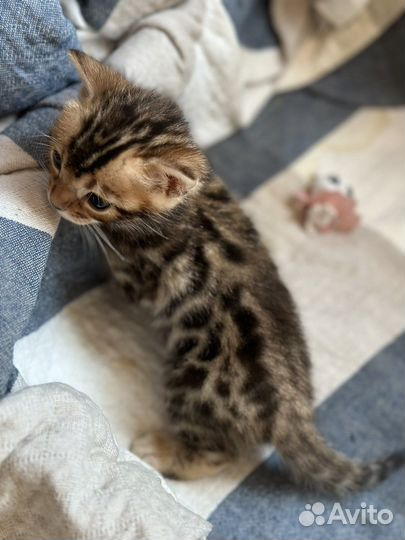 Бенгальские котята