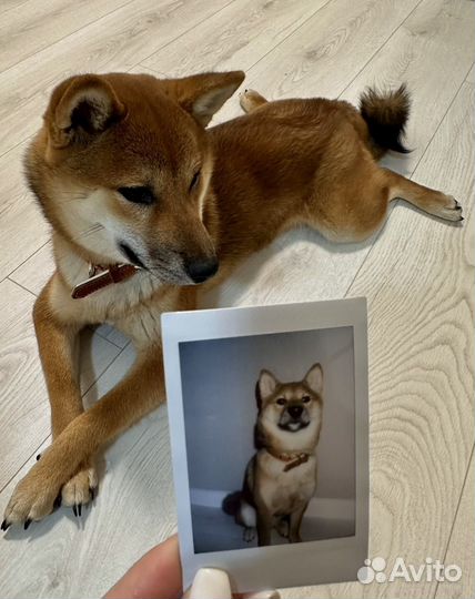 Аренда Сибы