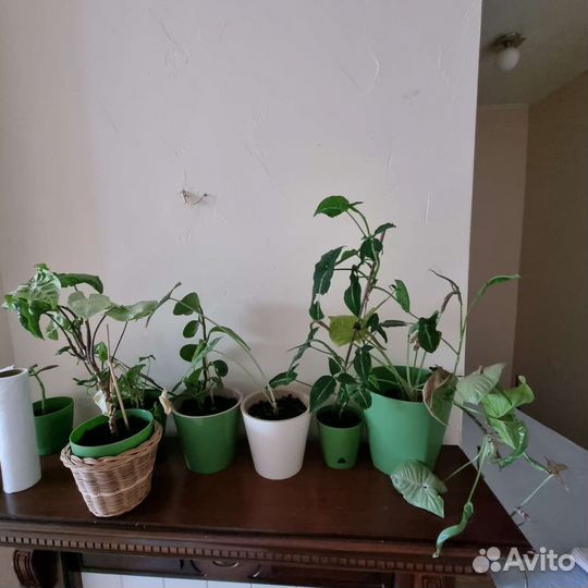 Комнатные растения, цветы