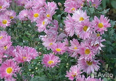 Многолетник хризантема, ромашка осенняя