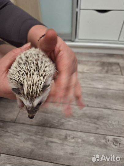 Продается африканский карликовый ёж