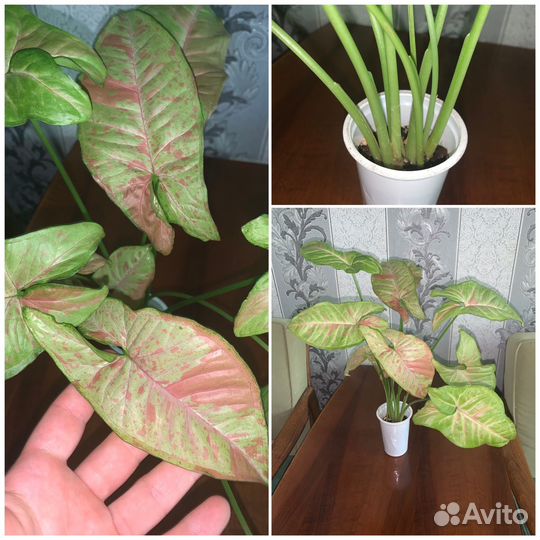 Домашние/ комнатные растения