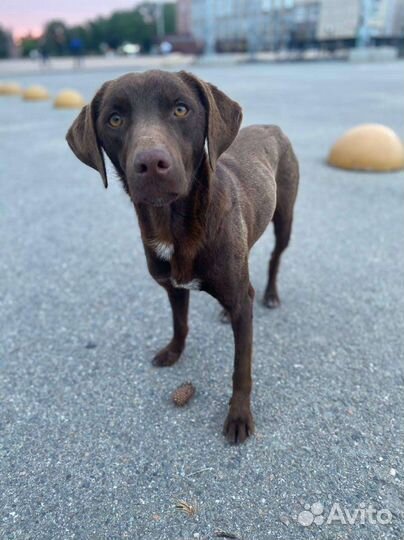 Метис курцхаара мальчик