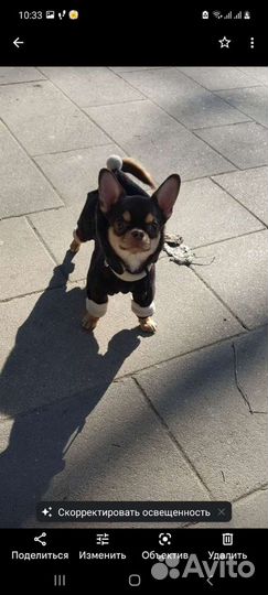 Вязка кобель чихуахуа