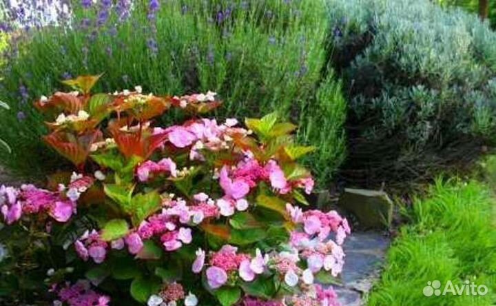 Гортензия крупнолистная 