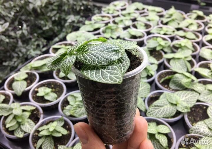 Фиттония 3 сорта (ук.черенки 0,1л)